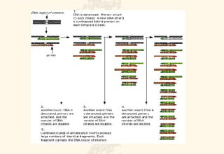 Polymerase Chain Reaction | PPT | Chemistry | Science