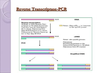Polymerase Chain Reaction | PPT