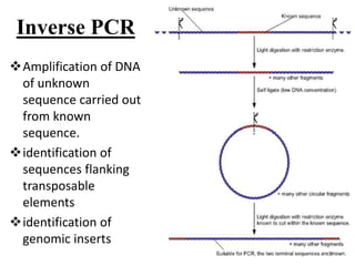 Inverse PCR
Amplification of DNA
of unknown
sequence carried out
from known
sequence.
identification of
sequences flanking
transposable
elements
identification of
genomic inserts
17
 
