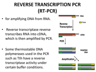 REVERSE TRANSCRIPTION PCR
(RT-PCR)
• for amplifying DNA from RNA.
• Reverse transcriptase reverse
transcribes RNA into cDNA,
which is then amplified by PCR.
• Some thermostable DNA
polymerases used in the PCR
such as Tth have a reverse
transcriptase activity under
certain buffer conditions. 18
 