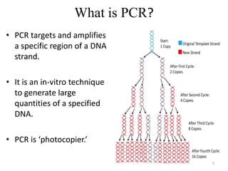 What is PCR?
• PCR targets and amplifies
a specific region of a DNA
strand.
• It is an in-vitro technique
to generate large
quantities of a specified
DNA.
• PCR is ‘photocopier.’
2
 