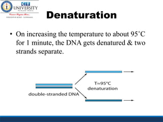 Denaturation
• On increasing the temperature to about 95˚C
for 1 minute, the DNA gets denatured & two
strands separate.
 