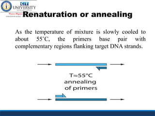 Renaturation or annealing
As the temperature of mixture is slowly cooled to
about 55˚C, the primers base pair with
complementary regions flanking target DNA strands.
 