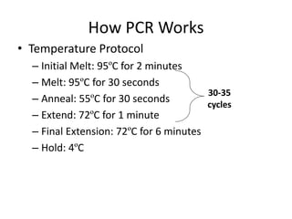 How PCR Works
• Temperature Protocol
– Initial Melt: 95ºC for 2 minutes
– Melt: 95ºC for 30 seconds
– Anneal: 55ºC for 30 seconds
– Extend: 72ºC for 1 minute
– Final Extension: 72ºC for 6 minutes
– Hold: 4ºC
30-35
cycles
 