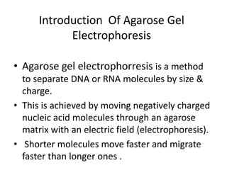 Introduction Of Agarose Gel
Electrophoresis
• Agarose gel electrophorresis is a method
to separate DNA or RNA molecules by size &
charge.
• This is achieved by moving negatively charged
nucleic acid molecules through an agarose
matrix with an electric field (electrophoresis).
• Shorter molecules move faster and migrate
faster than longer ones .
 