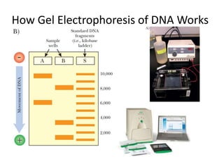 How Gel Electrophoresis of DNA Works
 