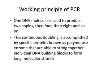 Working principle of PCR
• One DNA molecule is used to produce
two copies, then four, then eight and so
on.
• This continuous doubling is accomplished
by specific proteins known as polymerase
enzyme that are able to string together
individual DNA building blocks to form
long molecular strands.
 