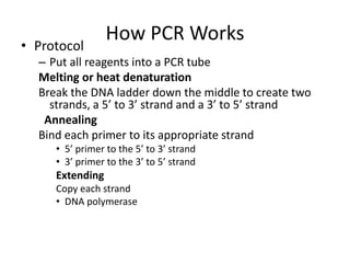 How PCR Works• Protocol
– Put all reagents into a PCR tube
Melting or heat denaturation
Break the DNA ladder down the middle to create two
strands, a 5’ to 3’ strand and a 3’ to 5’ strand
Annealing
Bind each primer to its appropriate strand
• 5’ primer to the 5’ to 3’ strand
• 3’ primer to the 3’ to 5’ strand
Extending
Copy each strand
• DNA polymerase
 