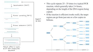 • This cycle repeats 25 - 35 times in a typical PCR
reaction, which generally takes 2-4 hours,
depending on the length of the DNA region being
copied.
• If the reaction is efficient (works well), the target
region can go from just one or a few copies to
billions.
 
