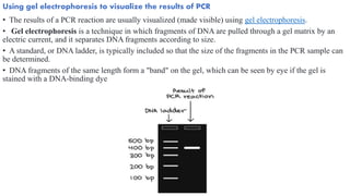 Using gel electrophoresis to visualize the results of PCR
• The results of a PCR reaction are usually visualized (made visible) using gel electrophoresis.
• Gel electrophoresis is a technique in which fragments of DNA are pulled through a gel matrix by an
electric current, and it separates DNA fragments according to size.
• A standard, or DNA ladder, is typically included so that the size of the fragments in the PCR sample can
be determined.
• DNA fragments of the same length form a "band" on the gel, which can be seen by eye if the gel is
stained with a DNA-binding dye
 