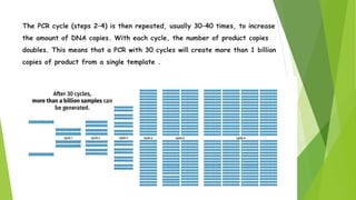 The PCR cycle (steps 2–4) is then repeated, usually 30–40 times, to increase
the amount of DNA copies. With each cycle, the number of product copies
doubles. This means that a PCR with 30 cycles will create more than 1 billion
copies of product from a single template .
 