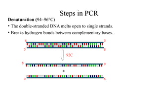 Steps in PCR
Denaturation (94–96°C)
• The double-stranded DNA melts open to single strands.
• Breaks hydrogen bonds between complementary bases.
92C
3’
5’
3’ 5’5’
+
5’
3’
5’ 3’
 