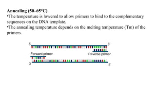Annealing (50–65°C)
•The temperature is lowered to allow primers to bind to the complementary
sequences on the DNA template.
•The annealing temperature depends on the melting temperature (Tm) of the
primers.
5’
3’
5’ 3’
Forward primer Reverse primer
 