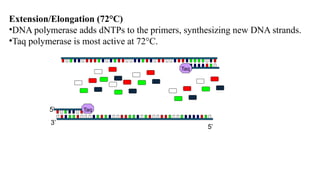 Extension/Elongation (72°C)
•DNA polymerase adds dNTPs to the primers, synthesizing new DNA strands.
•Taq polymerase is most active at 72°C.
Taq
5’
3’
Taq
5’
 