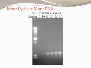 Number of cycles
0 10 15 20 25 30
Size
Marker
 