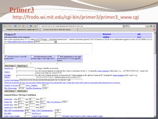 Primer3
http://frodo.wi.mit.edu/cgi-bin/primer3/primer3_www.cgi
 