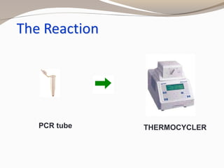 THERMOCYCLERPCR tube
 