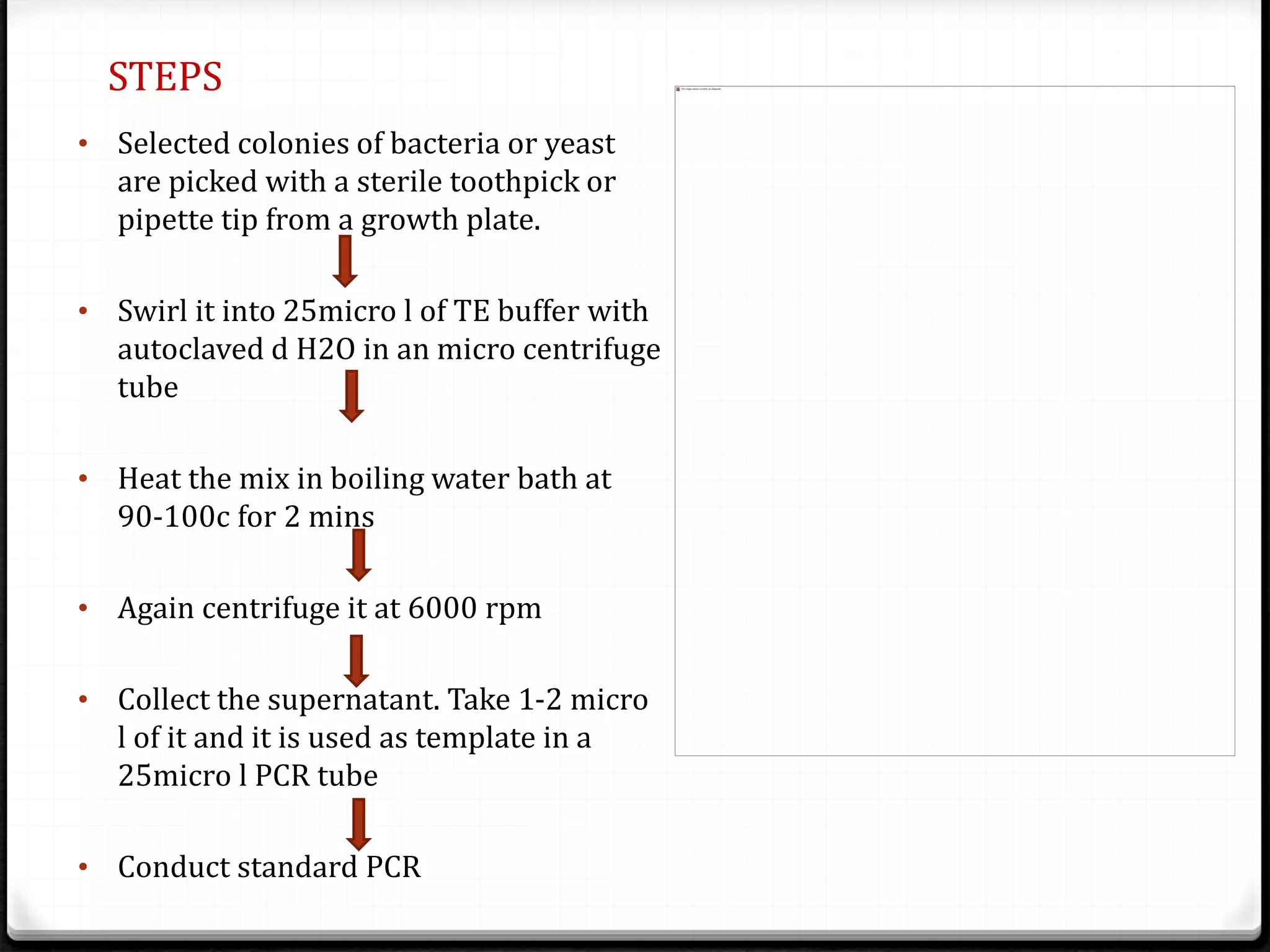 STEPS
• Selected colonies of bacteria or yeast
are picked with a sterile toothpick or
pipette tip from a growth plate.
• Swirl it into 25micro l of TE buffer with
autoclaved d H2O in an micro centrifuge
tube
• Heat the mix in boiling water bath at
90-100c for 2 mins
• Again centrifuge it at 6000 rpm
• Collect the supernatant. Take 1-2 micro
l of it and it is used as template in a
25micro l PCR tube
• Conduct standard PCR
 
