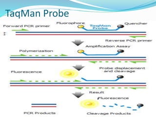 TaqMan Probe
 