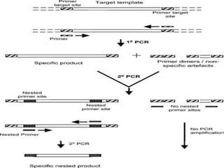 Polymerase chain reaction and it’s modifications