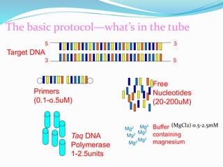 The basic protocol—what’s in the tube
Target DNA
5’ 3’
3’ 5’
Primers
(0.1-o.5uM)
A B
Free
Nucleotides
(20-200uM)
Taq DNA
Polymerase
1-2.5units
Mg2+
Mg2+
Mg2+
Mg2+
Mg2+
Mg2+
Buffer
containing
magnesium
(MgCl2) 0.5-2.5mM
 