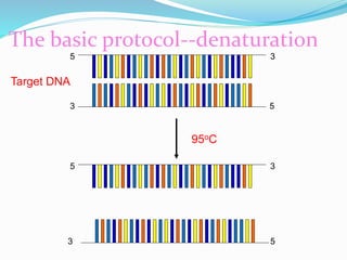 The basic protocol--denaturation
Target DNA
95oC
5’ 3
3’ 5
5’ 3’
3’ 5
 