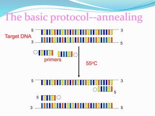 The basic protocol--annealing
~55oC
5 3’
3’ 5’
5’ 3
3’ 5’
5’
5’
Target DNA
A
B
primers
A
B
 