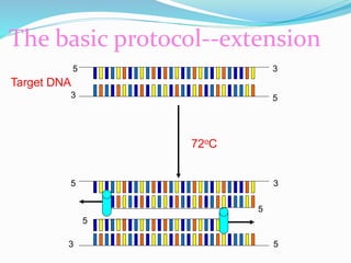 The basic protocol--extension
72oC
’5
3’ 5
5’ 3
3 5’
5’
5’
Target DNA
3’
 