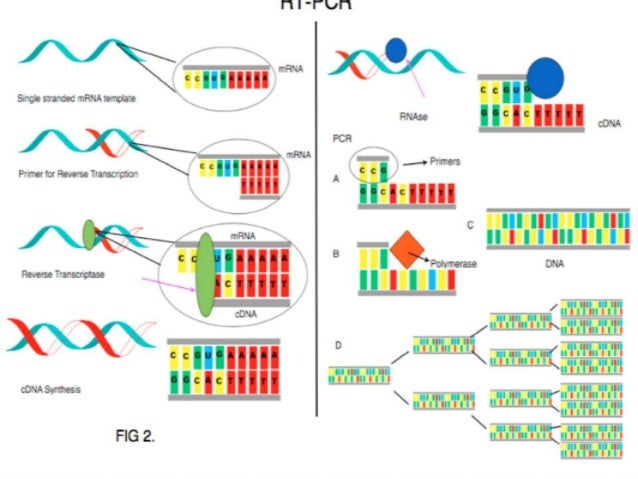 polymerase chain reaction and it s modifications polymerase chain reaction steps