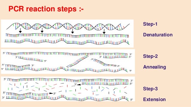 polymerase chain reaction pcr polymerase chain reaction steps