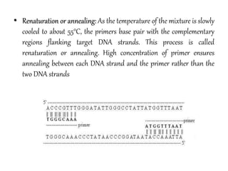 • Renaturation or annealing: As the temperature of the mixture is slowly
cooled to about 55°C, the primers base pair with the complementary
regions flanking target DNA strands. This process is called
renaturation or annealing. High concentration of primer ensures
annealing between each DNA strand and the primer rather than the
two DNA strands
 