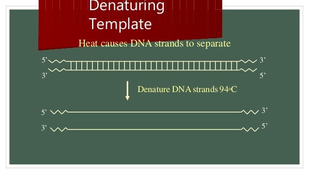 polymerase chain reaction pcr