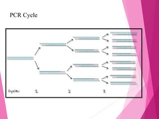 Polymerase chain reaction (pcr) | PPT