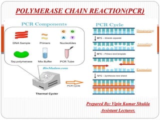 Prepared By: Vipin Kumar Shukla
Assistant Lecturer.
POLYMERASE CHAIN REACTION(PCR)
 