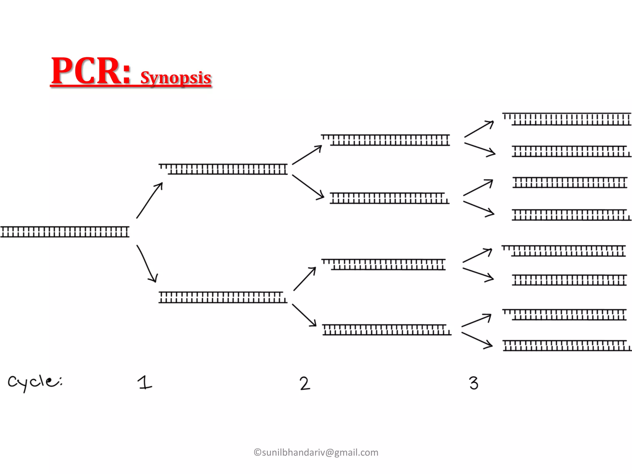 Polymerase Chain Reaction (PCR) | PPT