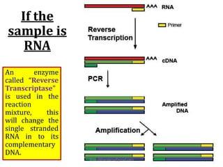Polymerase Chain Reaction (PCR) | PDF