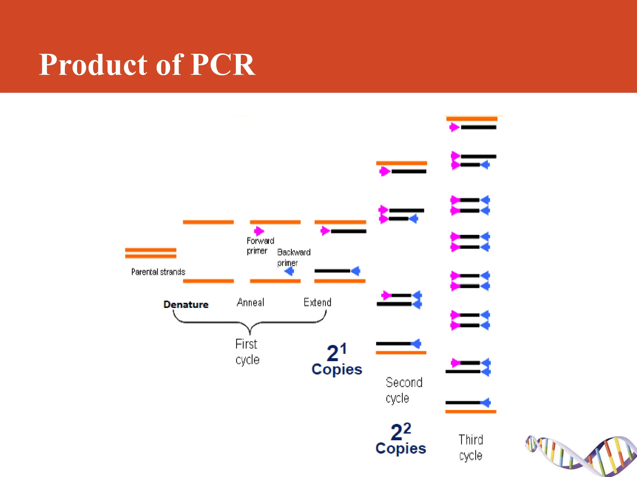 Polymerase Chain Reaction (PCR).pdf