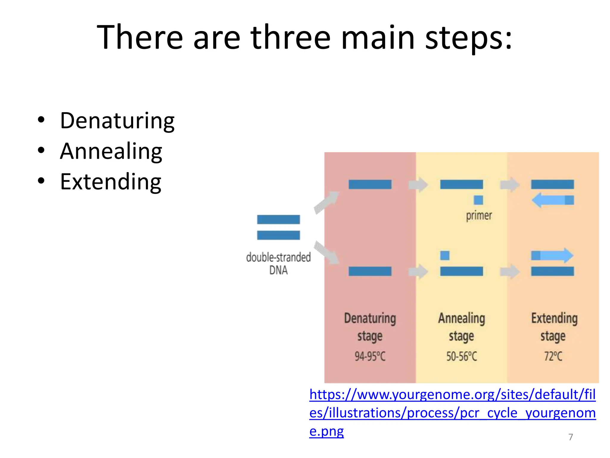 There are three main steps:
• Denaturing
• Annealing
• Extending
https://www.yourgenome.org/sites/default/fil
es/illustrations/process/pcr_cycle_yourgenom
e.png 7
 