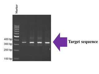 Pcr Target Selection biotechnology POLYMERASE CHAIN REACTION (PCR).pptx
