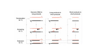Polymerase Chain Reaction (PCR) principle application | PPTX