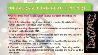 PCR has three main stages, which involve a process of heating and
cooling:
Step 1, Denaturation: the double-stranded template DNA is heated,
which separates it into two single strands.
Step 2, Annealing: the temperature is lowered to enable the DNA primers
to attach to the template DNA.
Step 3, Extension: the temperature is raised again and the new strand of
DNA is made by the Taq polymerase enzyme.
These three stages are repeated 20-40 times, doubling the number of
DNA copies each time. This is called thermal cycling.
It’s carried out by a machine called a thermal cycler. Depending on the
speed of the machine, PCR can be performed in under and hour or up to a
few hours.
POLYMERASE CHAIN REACTION (PCR)
 