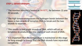STEP 1, DENATURATION:
The reaction mixture is heated to 94-95⁰C, for between 15 and
30 seconds.
The high temperature causes the hydrogen bonds between the
bases in two strands of template DNA to break and the two
strands to separate.
This results in two single strands of DNA, which will act as
templates to produce the new copies of each strand of DNA.
It is important that the temperature is maintained at this stage
for long enough to ensure that the DNA strands have separated
completely.
 