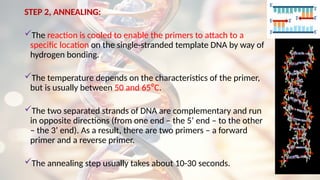 STEP 2, ANNEALING:
The reaction is cooled to enable the primers to attach to a
specific location on the single-stranded template DNA by way of
hydrogen bonding.
The temperature depends on the characteristics of the primer,
but is usually between 50 and 65⁰C.
The two separated strands of DNA are complementary and run
in opposite directions (from one end – the 5’ end – to the other
– the 3’ end). As a result, there are two primers – a forward
primer and a reverse primer.
The annealing step usually takes about 10-30 seconds.
 