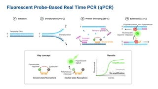 Real-time PCR also called quantitative PCR (qPCR), in which amplification
and simultaneous quantitation of a target DNA is done in the same PCR
machine, using commercially available fluorescence-detecting
thermocyclers.
Fluorescent dyes specifically label DNA of interest, and the amount of
fluorescence generated is proportional to the quantity of DNA present.
The two most commonly used real-time PCR methods are SYBR green (a
dye that binds to double-stranded DNA but not to single-stranded DNA,
and, when so bound, fluoresces) and TaqMan probes, respectively.
SYBR Green uses a fluorescent dye that binds non-specifically to all
double-stranded DNA, while TaqMan probes use a fluorogenic probe that
binds only to a specific target sequence via hybridization.
REAL-TIME PCR
 