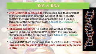 • DNA (Deoxyribonucleic acid) is the nucleic acid that functions
as the original blueprint for the synthesis of proteins. DNA
contains the sugar deoxyribose, phosphates and a unique
sequence of the nitrogenous bases Adenine (A), Guanine (G),
Cytosine (C) and Thymine (T).
• Ribonucleic acid (RNA) is a nucleic acid which is directly
involved in protein synthesis. RNA contains the sugar ribose,
phosphates, and the nitrogenous bases Adenine (A), Guanine
(G), Cytosine (C), and Uracil (U).
• DNA and RNA share the nitrogenous bases A, G, and C. Thymine
is usually only present in DNA and uracil is usually only present
in RNA.
DNA & RNA
 