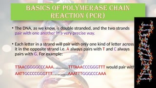 • The DNA, as we know, is double stranded, and the two strands
pair with one another in a very precise way.
• Each letter in a strand will pair with only one kind of letter across
it in the opposite strand i.e. A always pairs with T and C always
pairs with G. For example:
TTAACGGGGCCCAAA…………..TTTAAACCCGGGTTT would pair with
AATTGCCCCGGGTTT……………AAATTTGGGCCCAAA
BASICS OF POLYMERASE CHAIN
REACTION (PCR)
 