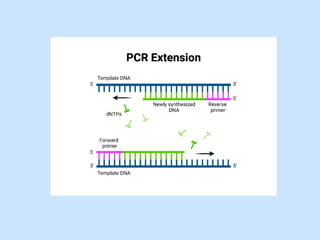 Polymerase Chain Reaction PCR and its principal.pptx