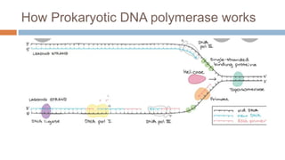 How Prokaryotic DNA polymerase works
 