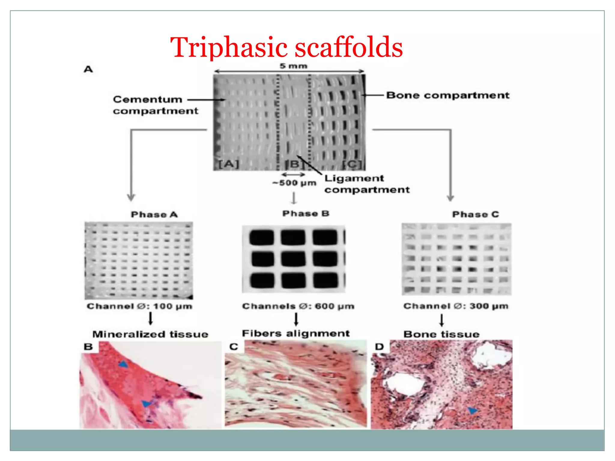 Triphasic scaffolds
 