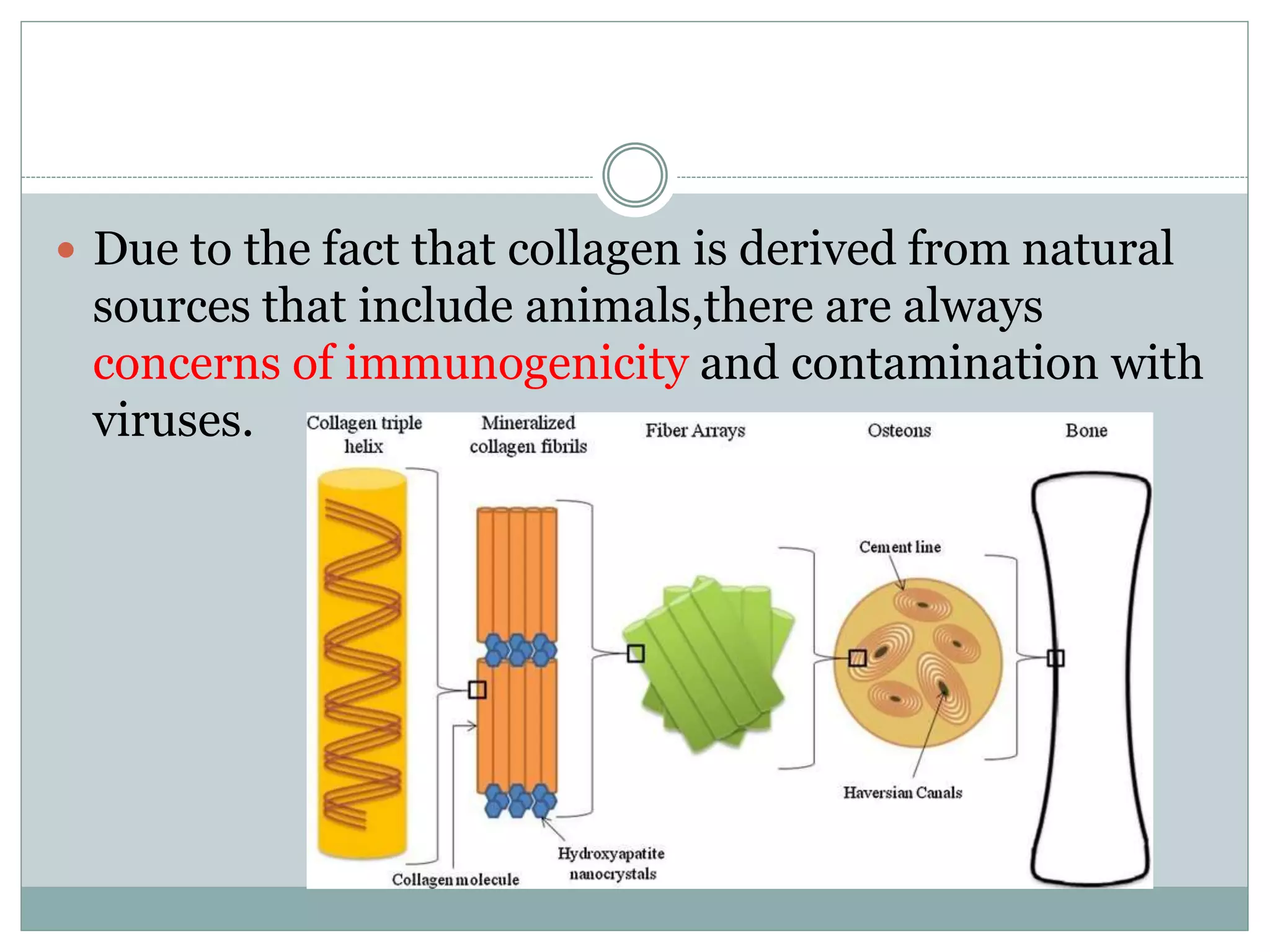  Due to the fact that collagen is derived from natural
sources that include animals,there are always
concerns of immunogenicity and contamination with
viruses.
 